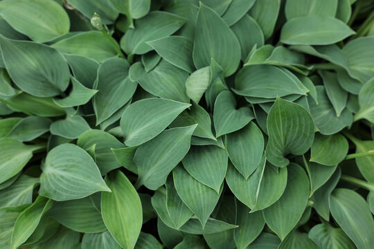 Beautiful hosta plant with green leaves, closeup view