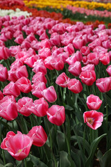 Many beautiful tulip flowers growing outdoors. Spring season