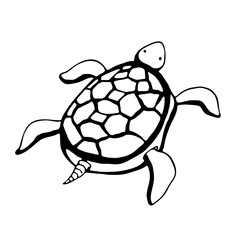 turtle