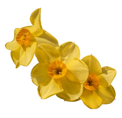 Yellow narcissus flowers, three flowers