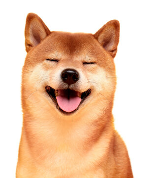Japanese smiling Shiba Inu dog. Red-haired Japanese dog portrait. Cryptocurrency