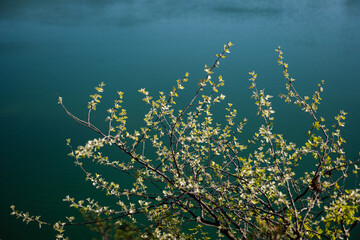 Fototapeta na wymiar tree branch over the water in a spring day