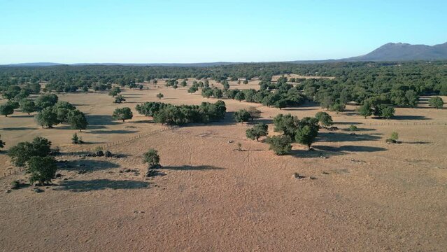 Aerial images of the Devesa field in Madrid, Iberian pig aerial images