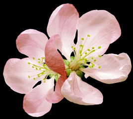 Spring   flowers  on   black isolated background with clipping path. Closeup. For design. Nature.
