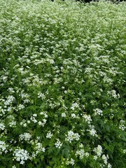 Fototapeta na wymiar Beautiful hemlock plants with white flower outdoors