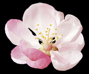 Spring   flower on   black isolated background with clipping path. Closeup. For design. Nature.