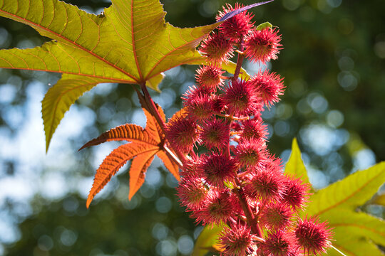 Wunderbaum, Riizinusbaum