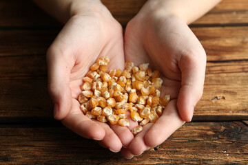 Woman holding pile of corn seeds at wooden table, closeup. Vegetable planting