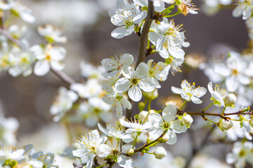 Obraz premium White flowers bloom in the trees. Spring landscape with blooming sakura tree. Beautiful blooming garden on a sunny day. Copy space for text.