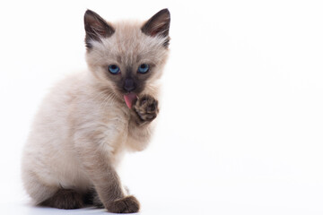Funny little fluffy kitten licks his paw with his tongue.