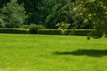 Fototapeta na wymiar Beautiful green lawn with freshly mown grass and trees in park on sunny day