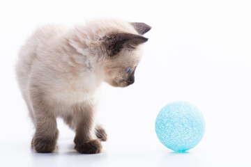 A funny, playful little kitten is curiously chasing the ball