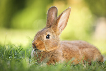 Cute fluffy rabbit on green grass outdoors