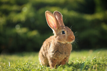 Cute fluffy rabbit on green grass outdoors © New Africa