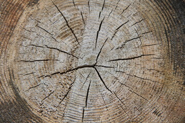 Fototapeta premium ひび割れている古い年輪