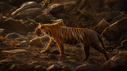 Fototapeta na wymiar Amazing tiger in the nature habitat. Tiger pose during the golden light time. Wildlife scene with danger animal. Hot summer in India. Dry area with beautiful indian tiger. Panthera tigris.