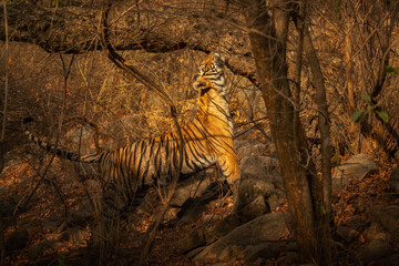 Amazing tiger in the nature habitat. Tiger pose during the golden light time. Wildlife scene with danger animal. Hot summer in India. Dry area with beautiful indian tiger. Panthera tigris.