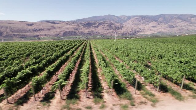 Vineyard with rows of wine grapes growing, Okanagan Valley, aerial drone footage, fields, lush valley, mountains, desert, British Columbia, Canada. 4K 4096x2304 24FPS.