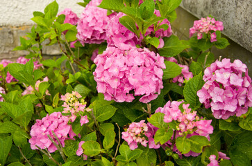 Bush with hydrangea flowers in pink and purple with water drops