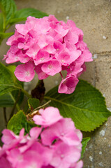 Bush with hydrangea flowers in pink and purple with water drops