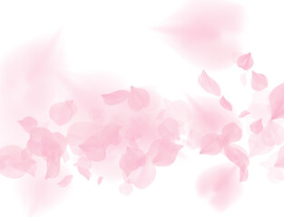 Pink sakura flower falling petals on transparent background. 3D romantic valentines day illustration. Spring tender light backdrop. PNG overlay tenderness romance design
