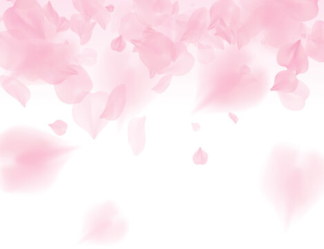 Pink sakura petals on transparent background. A lot of falling petals 3D romantic valentines day illustration. Spring tender light backdrop. Translucent png overlay tenderness romance design