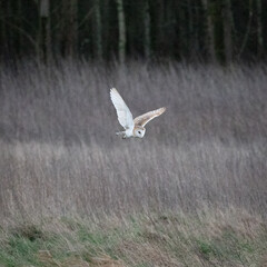 Flying Barn Owl at Night