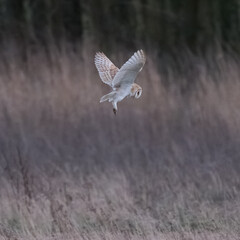 Flying Barn Owl at Night
