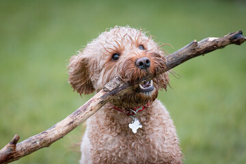Cockapoo Puppy playing in a field