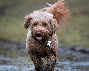 Cockapoo Puppy playing in a field