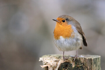 Little Robin Standing on a stump