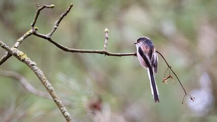 Long Tailed Tit on a Branch