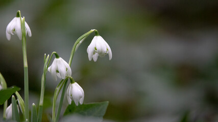 Snowdrop in a forest woodland