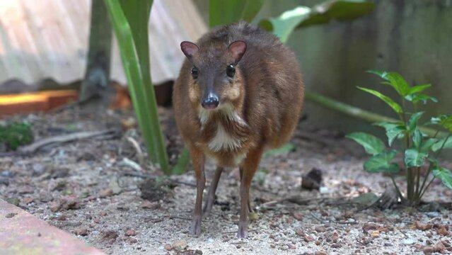 Curious pregnant mother lesser mouse-deer, tragulus kanchil, looking into the camera and walking towards it at Langkawi wildlife park, Malaysia, handheld zoom out shot.