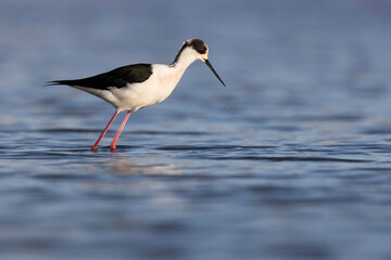 Colorful shorebird, Black-winged stilt (Himantopus himantopus).
