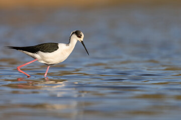 Colorful shorebird, Black-winged stilt (Himantopus himantopus).