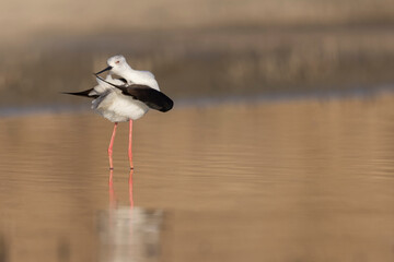 Colorful shorebird, Black-winged stilt (Himantopus himantopus).