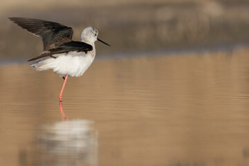 Colorful shorebird, Black-winged stilt (Himantopus himantopus).