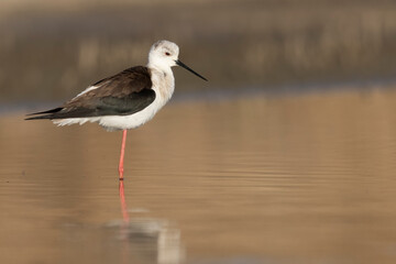 Colorful shorebird, Black-winged stilt (Himantopus himantopus).