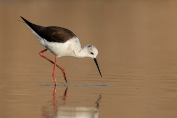 Colorful shorebird, Black-winged stilt (Himantopus himantopus).