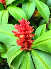 rare plant, coctus osae plant with red flower blossom
