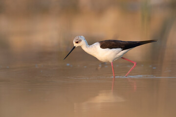 Colorful shorebird, Black-winged stilt (Himantopus himantopus).