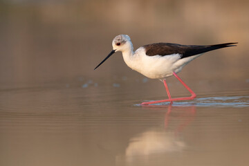 Colorful shorebird, Black-winged stilt (Himantopus himantopus).