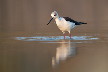 Colorful shorebird, Black-winged stilt (Himantopus himantopus).