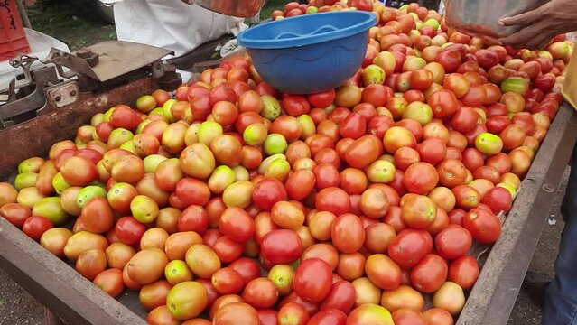 An abundance of ripe tomatoes on a market stall. men selling tomatoes on thela gaadi at the local weekly marketplace. People are buying Tomatoes in the market. Vendor serving, chatting with customers
