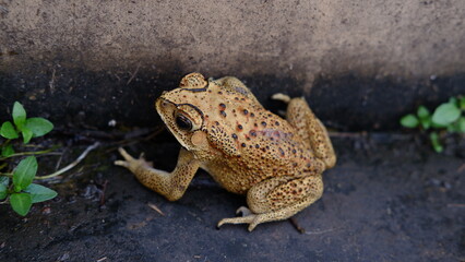 Duttaphrynus melanostictus is commonly called Asian common toad, Asian black-spined toad, common Sunda toad, and Javanese toad. 