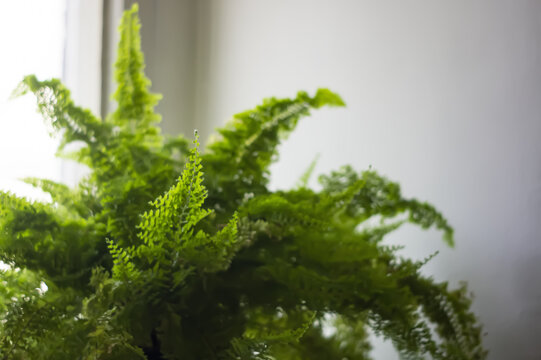 Potted Fern Plant At Home. Pot Of Hanging Plant. Green Leaf Ferns Decorated On Top Of Washbasin Counter. Fern Bush On Light Background. View From Above. Copy Space