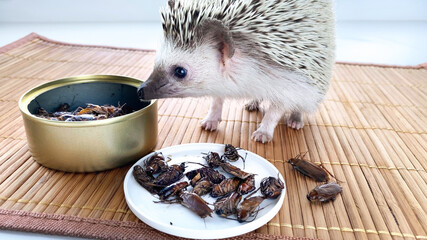 hedgehog pet sniffing canned cockroach. Canned food for insectivores. African pygmy hedgehog eating...