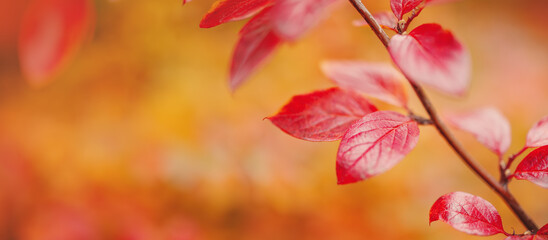 Obraz premium Close-up view of the branch with colourful leaves in autumnal park