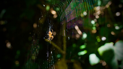 Spider web between plants. Yellow spider.